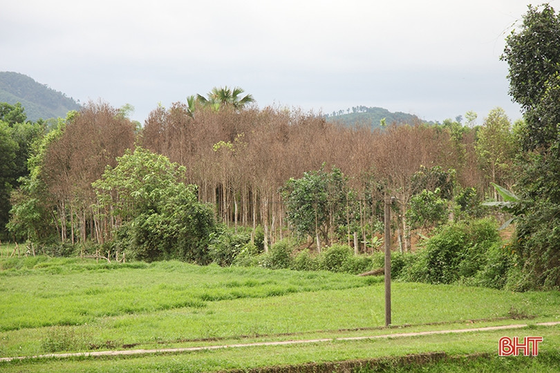 Sâu ăn lá “tấn công” hàng trăm héc-ta dó trầm ở Hà Tĩnh