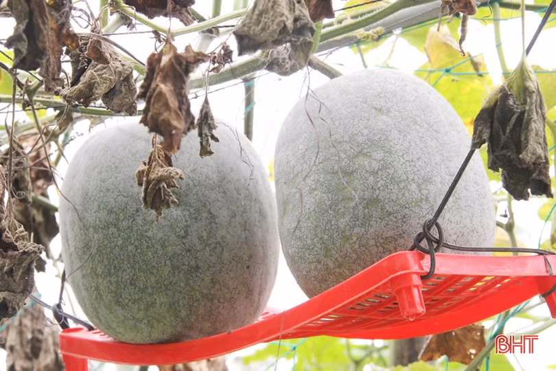 Ngắm vườn mẫu sum suê rau quả vào mùa thu hoạch trên những miền nông thôn mới Hà Tĩnh