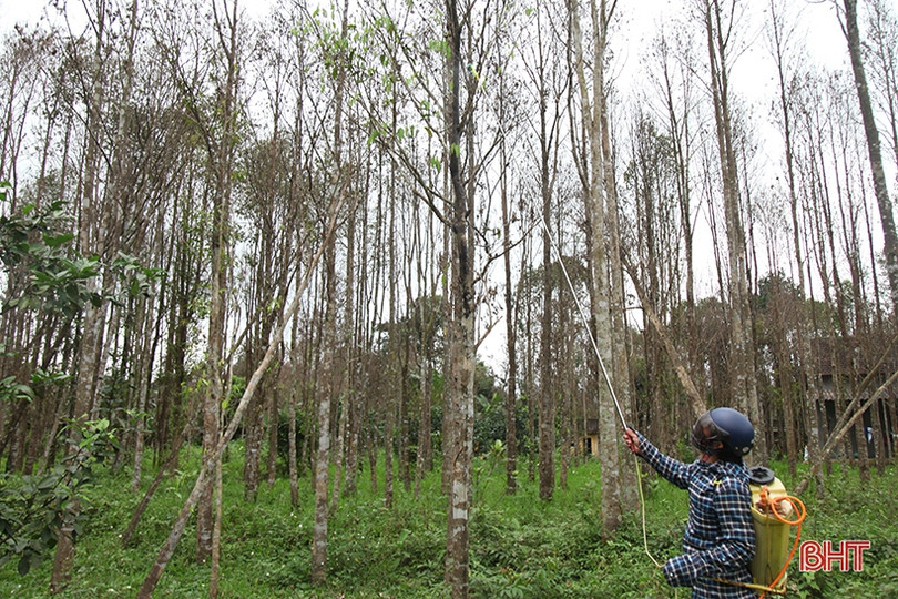 Sâu ăn lá “tấn công” hàng trăm héc-ta dó trầm ở Hà Tĩnh