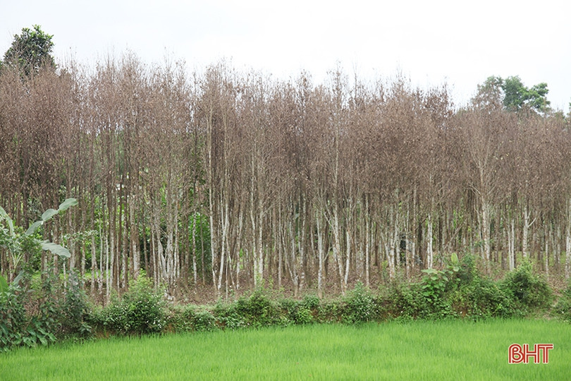 Sâu ăn lá “tấn công” hàng trăm héc-ta dó trầm ở Hà Tĩnh