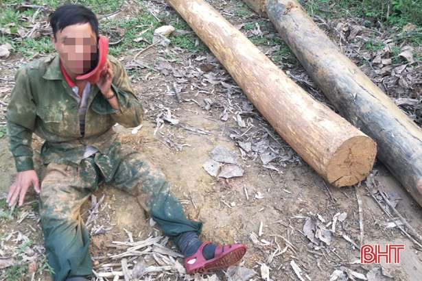 Ngang nhiên tập kết gỗ trái phép trên địa bàn biên giới Hà Tĩnh