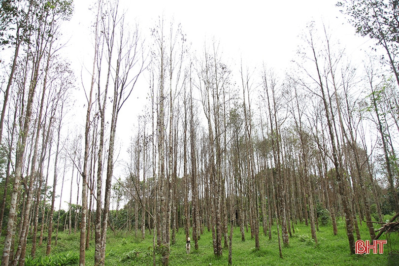 Sâu ăn lá “tấn công” hàng trăm héc-ta dó trầm ở Hà Tĩnh