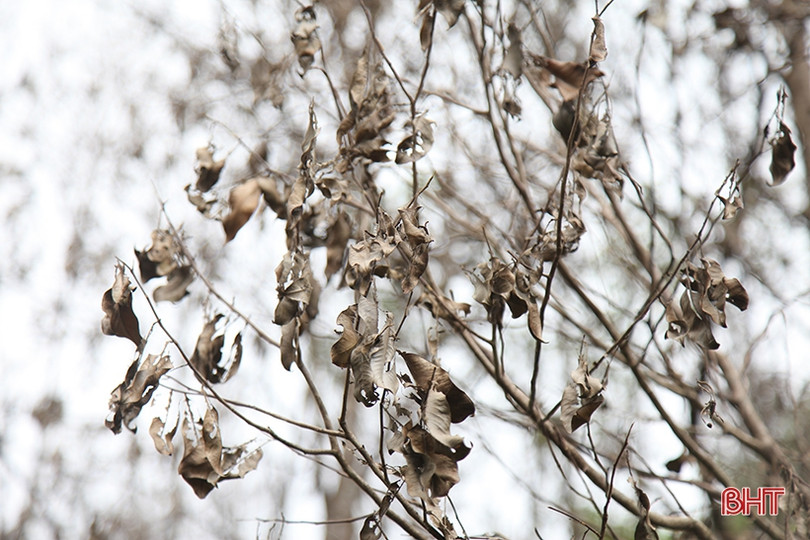 Sâu ăn lá “tấn công” hàng trăm héc-ta dó trầm ở Hà Tĩnh