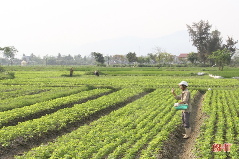 Người dân Hà Tĩnh nỗ lực duy trì lao động sản xuất 