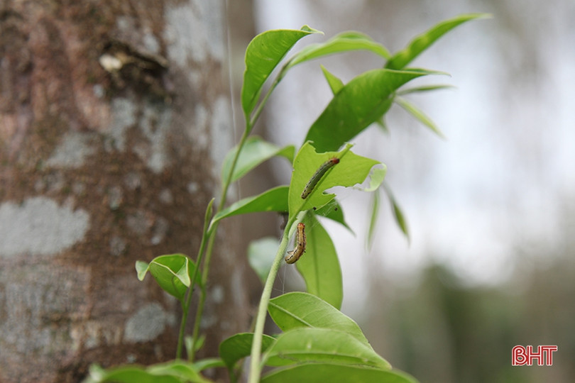Sâu ăn lá “tấn công” hàng trăm héc-ta dó trầm ở Hà Tĩnh