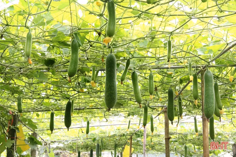 Ngắm vườn mẫu sum suê rau quả vào mùa thu hoạch trên những miền nông thôn mới Hà Tĩnh