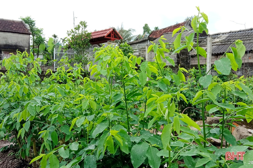 Ngắm vườn mẫu sum suê rau quả vào mùa thu hoạch trên những miền nông thôn mới Hà Tĩnh ảnh 11 Ngắm vườn mẫu sum suê rau quả vào mùa thu hoạch trên những miền nông thôn mới Hà Tĩnh