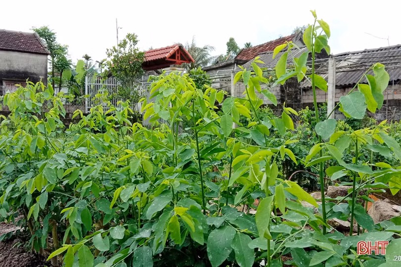 Ngắm vườn mẫu sum suê rau quả vào mùa thu hoạch trên những miền nông thôn mới Hà Tĩnh