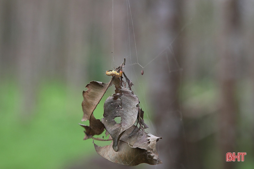 Sâu ăn lá “tấn công” hàng trăm héc-ta dó trầm ở Hà Tĩnh
