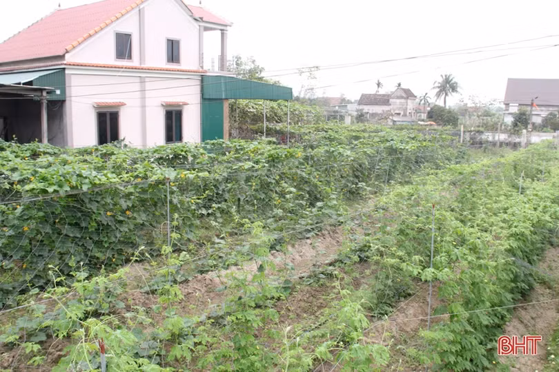 Ngắm vườn mẫu sum suê rau quả vào mùa thu hoạch trên những miền nông thôn mới Hà Tĩnh