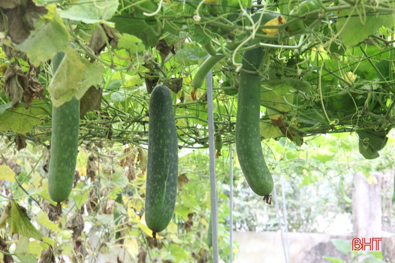 Người dân Hà Tĩnh nỗ lực duy trì lao động sản xuất 