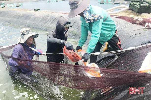 Hà Tĩnh chuyển 75 ha nuôi tôm quảng canh sang công nghệ cao