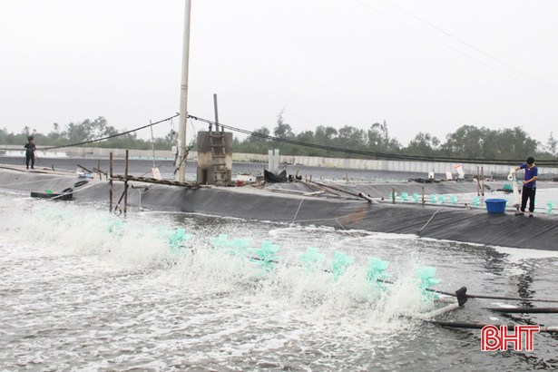 Hà Tĩnh chuyển 75 ha nuôi tôm quảng canh sang công nghệ cao