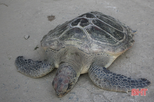 Thả cá thể rùa biển về môi trường tự nhiên ở Hà Tĩnh