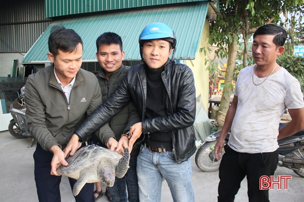 Thả cá thể rùa biển về môi trường tự nhiên ở Hà Tĩnh