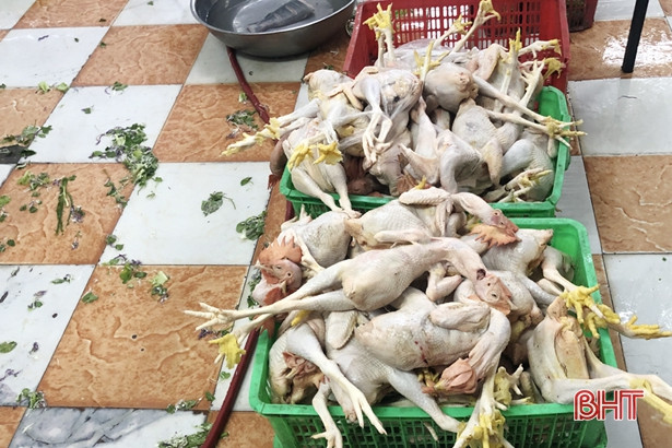 Phát hiện 127kg gà thịt không kiểm dịch tại 2 khách sạn lớn ở TP Hà Tĩnh