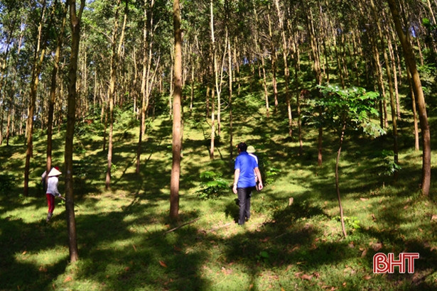 REDD+ ở Việt Nam giai đoạn 2 đánh giá chứng chỉ rừng tại Hà Tĩnh