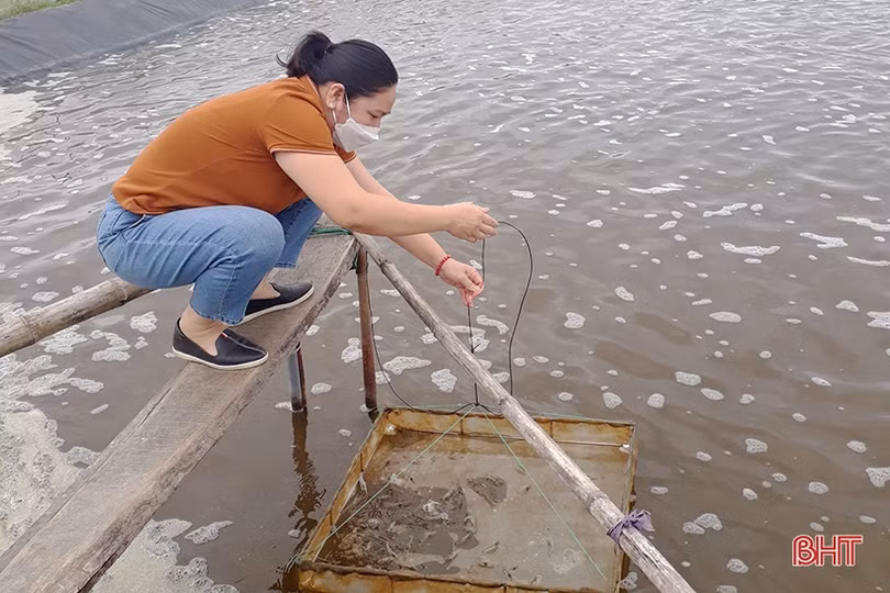 Nuôi tôm thâm canh 2 giai đoạn ở Nghi Xuân, lợi nhuận hơn 2 tỷ đồng