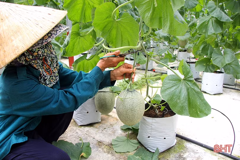 Dưa lưới Nghi Xuân đắt hàng mùa nắng