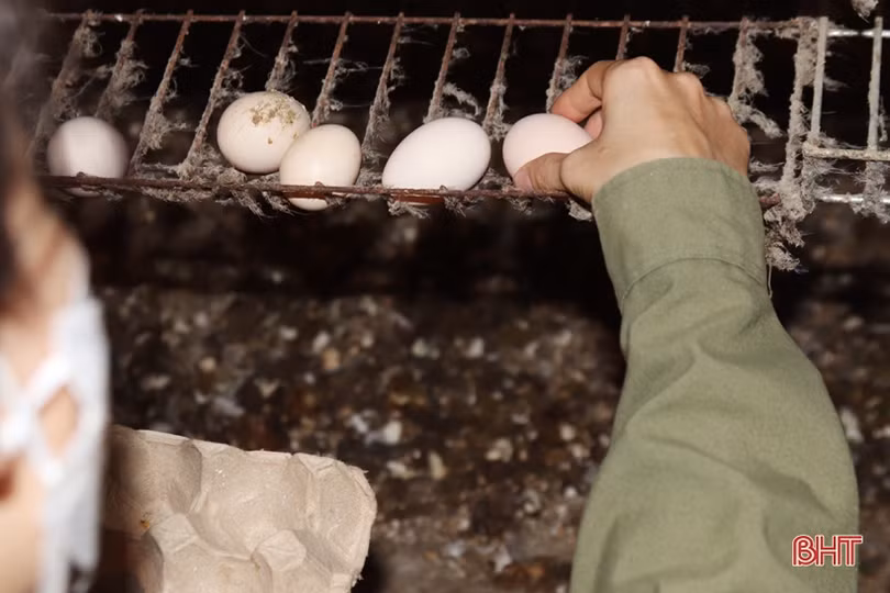 Xem quy trình nuôi gà đẻ trứng Omega 3 ở Hà Tĩnh