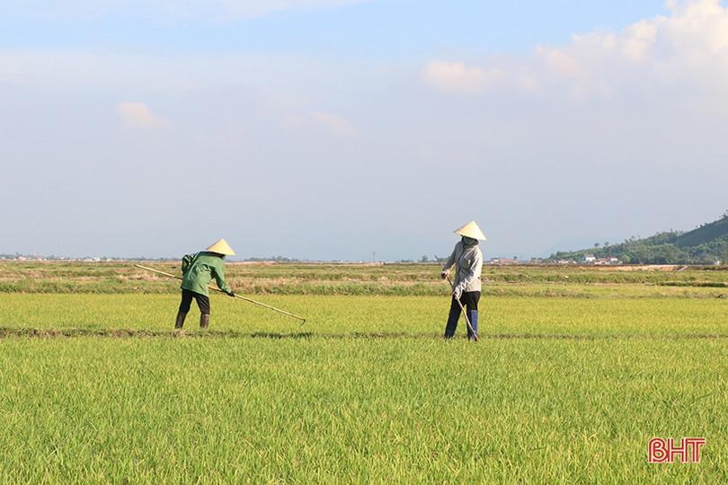 Hà Tĩnh: Vẫn còn 7 địa phương chưa hoàn thành xuống giống lúa hè thu