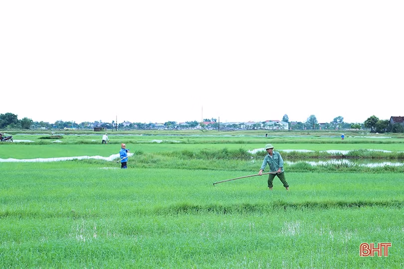 Sau mưa, nông dân Hà Tĩnh xuống đồng tỉa dặm lúa hè thu