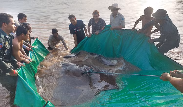 Ngư dân Campuchia bắt được cá đuối khổng lồ nặng 300 kg trên sông Mekong