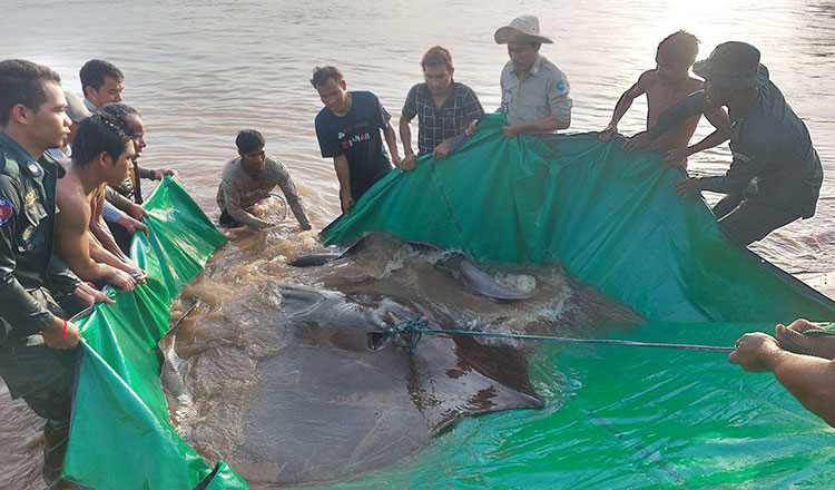 Ngư dân Campuchia bắt được cá đuối khổng lồ nặng 300 kg trên sông Mekong