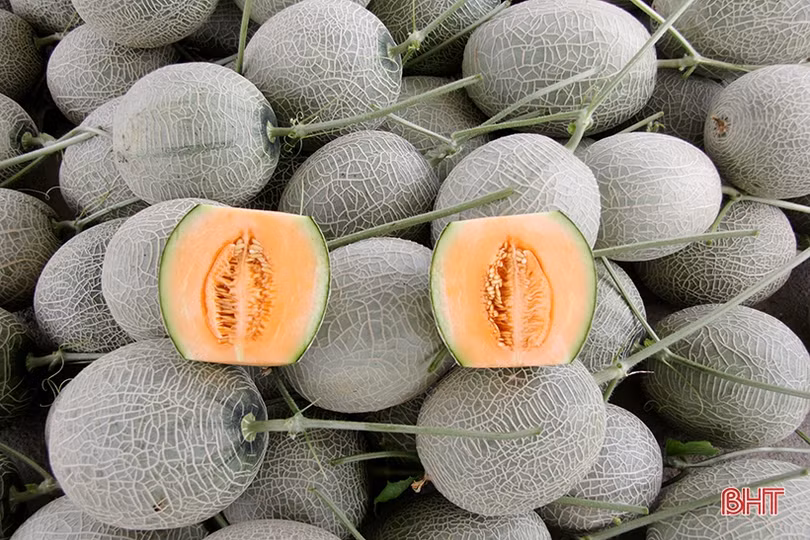 Dưa lưới Nghi Xuân đắt hàng mùa nắng