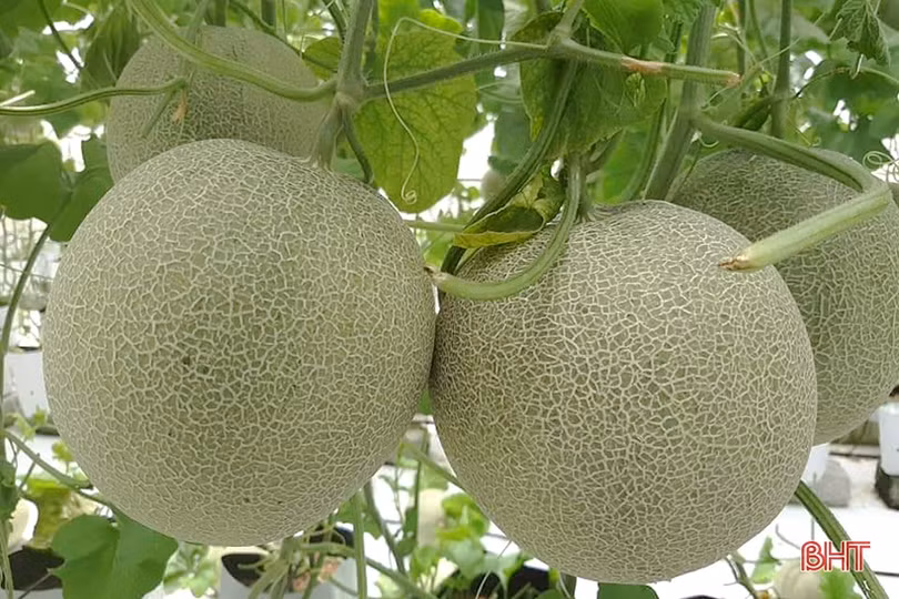 Dưa lưới Nghi Xuân đắt hàng mùa nắng