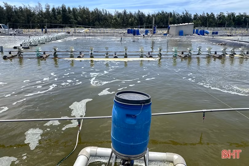 Nuôi tôm thâm canh 2 giai đoạn ở Nghi Xuân, lợi nhuận hơn 2 tỷ đồng