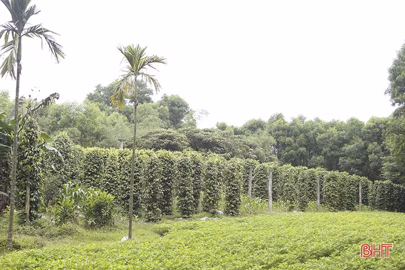 Gỡ “nút thắt”, tạo động lực mới giúp phụ nữ Hà Tĩnh phát triển kinh tế hộ