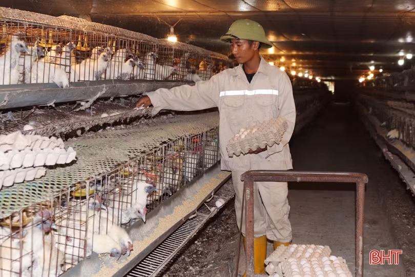 Xem quy trình nuôi gà đẻ trứng Omega 3 ở Hà Tĩnh