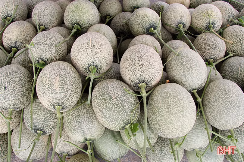 Dưa lưới Nghi Xuân đắt hàng mùa nắng