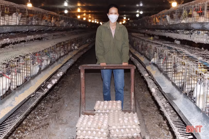 Xem quy trình nuôi gà đẻ trứng Omega 3 ở Hà Tĩnh