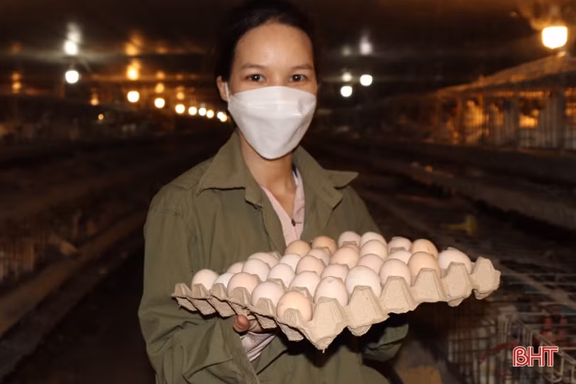 Xem quy trình nuôi gà đẻ trứng Omega 3 ở Hà Tĩnh