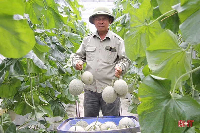 Dưa lưới Nghi Xuân đắt hàng mùa nắng