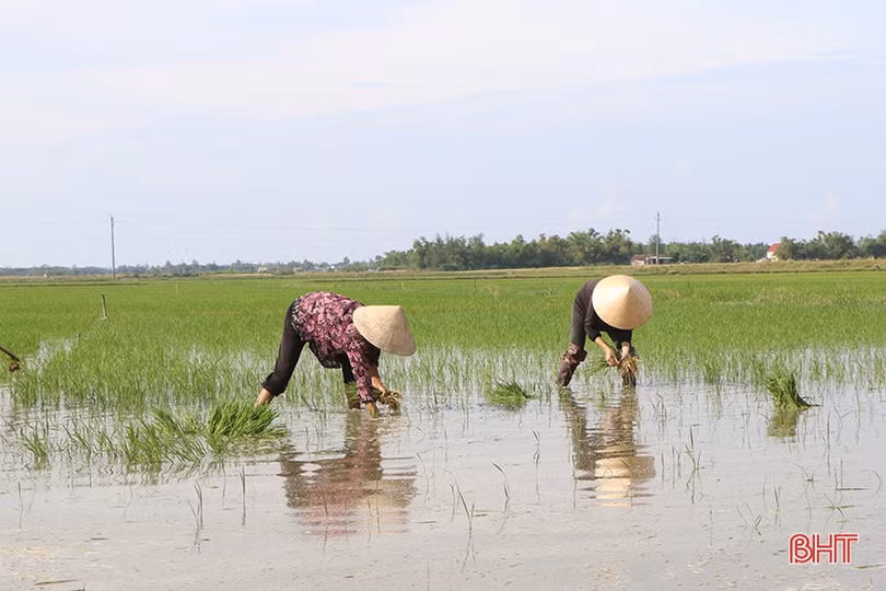 Hà Tĩnh: Vẫn còn 7 địa phương chưa hoàn thành xuống giống lúa hè thu
