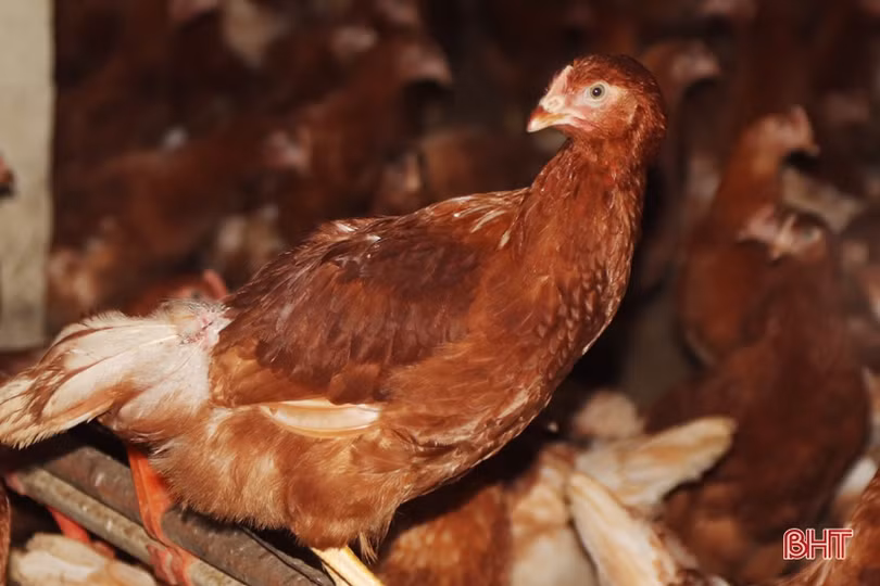 Xem quy trình nuôi gà đẻ trứng Omega 3 ở Hà Tĩnh