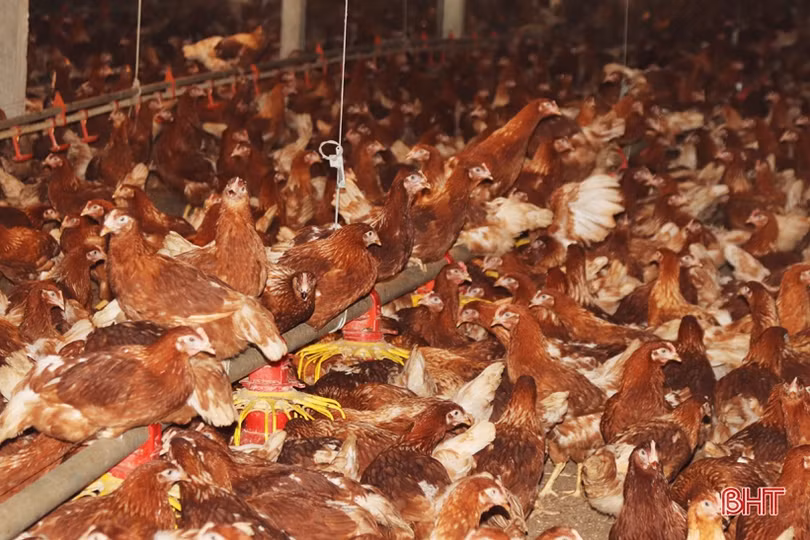 Xem quy trình nuôi gà đẻ trứng Omega 3 ở Hà Tĩnh