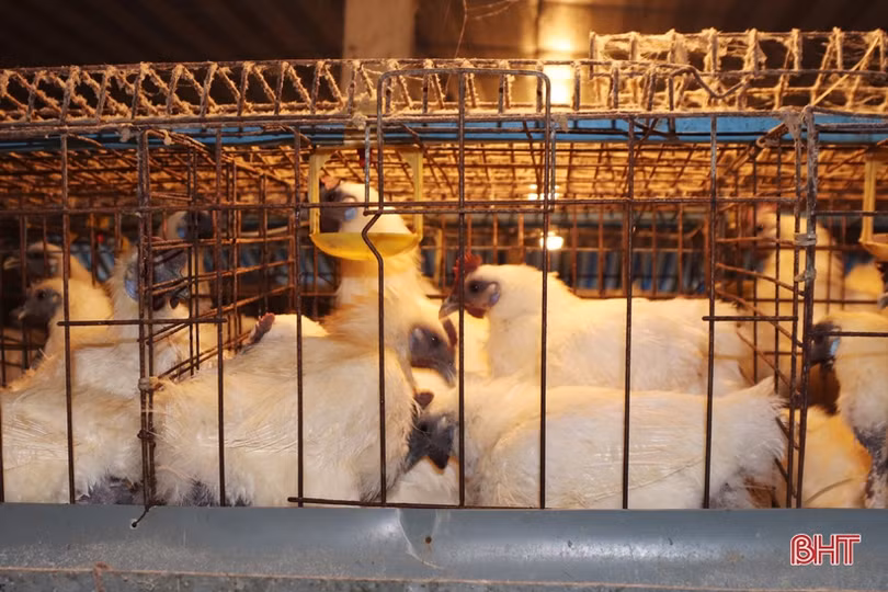 Xem quy trình nuôi gà đẻ trứng Omega 3 ở Hà Tĩnh