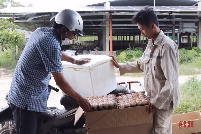 Xem quy trình nuôi gà đẻ trứng Omega 3 ở Hà Tĩnh