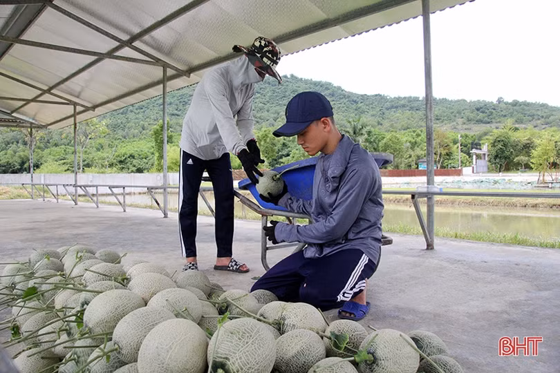 Dưa lưới Nghi Xuân đắt hàng mùa nắng