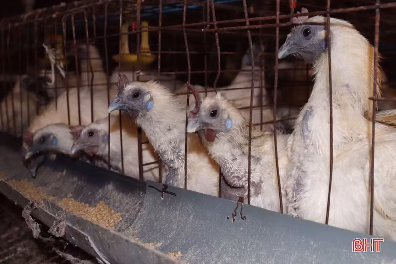 Xem quy trình nuôi gà đẻ trứng Omega 3 ở Hà Tĩnh