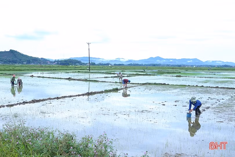 Sau mưa, nông dân Hà Tĩnh xuống đồng tỉa dặm lúa hè thu