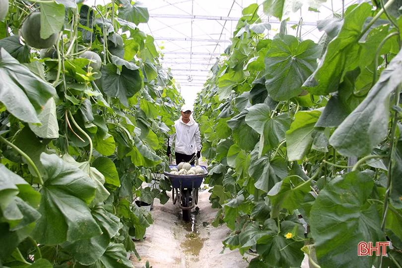 Dưa lưới Nghi Xuân đắt hàng mùa nắng