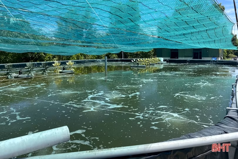 Nuôi tôm thâm canh 2 giai đoạn ở Nghi Xuân, lợi nhuận hơn 2 tỷ đồng