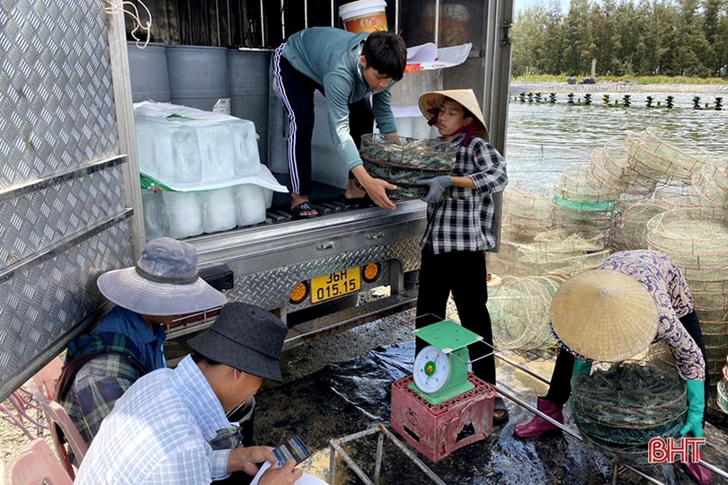 Nuôi tôm thâm canh 2 giai đoạn ở Nghi Xuân, lợi nhuận hơn 2 tỷ đồng