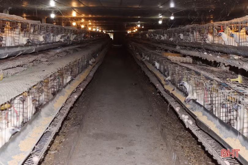 Xem quy trình nuôi gà đẻ trứng Omega 3 ở Hà Tĩnh