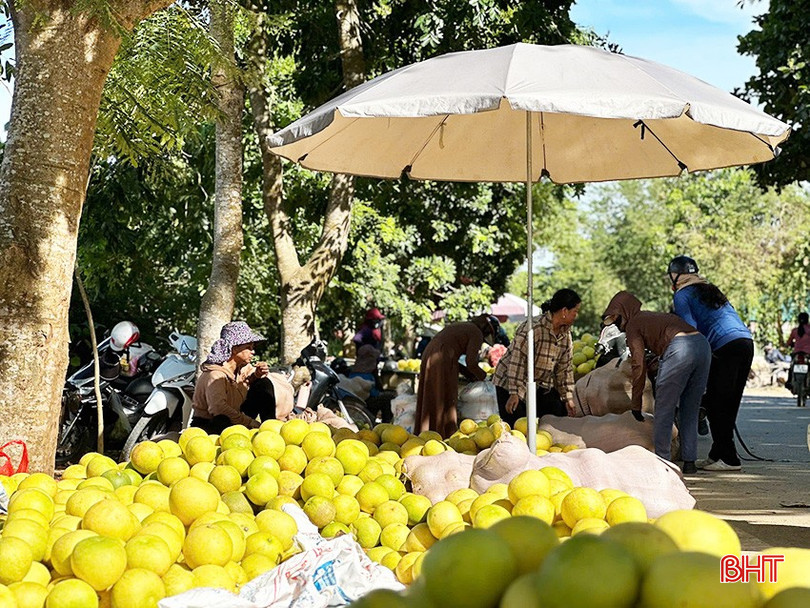 Những quả bưởi Phúc Trạch vàng ươm được người dân bày bán. bqbht_br_b5.jpg
